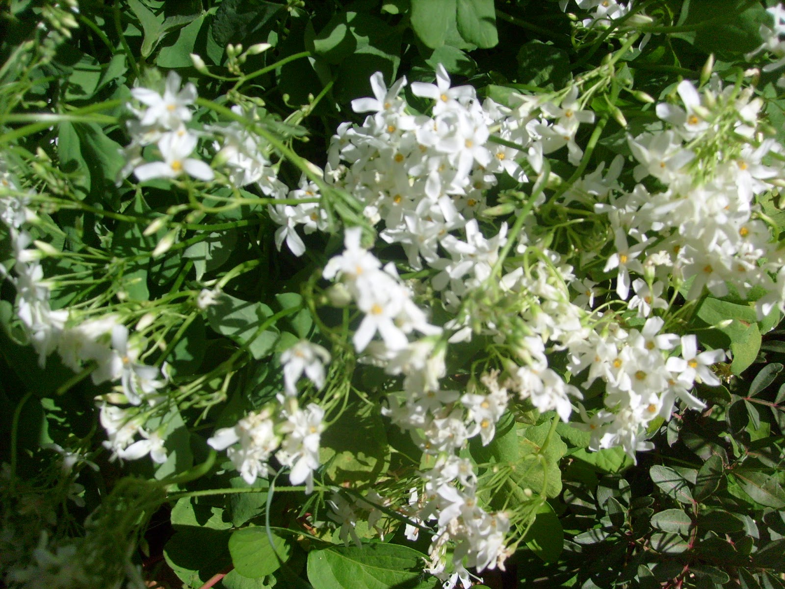 S7302097.JPG