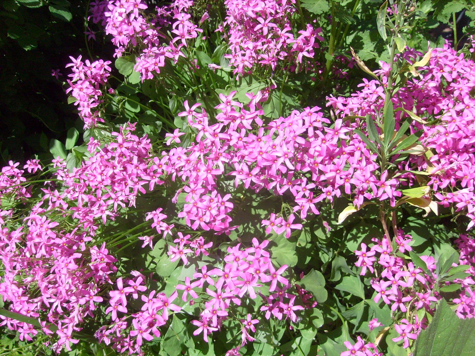 S7302098.JPG