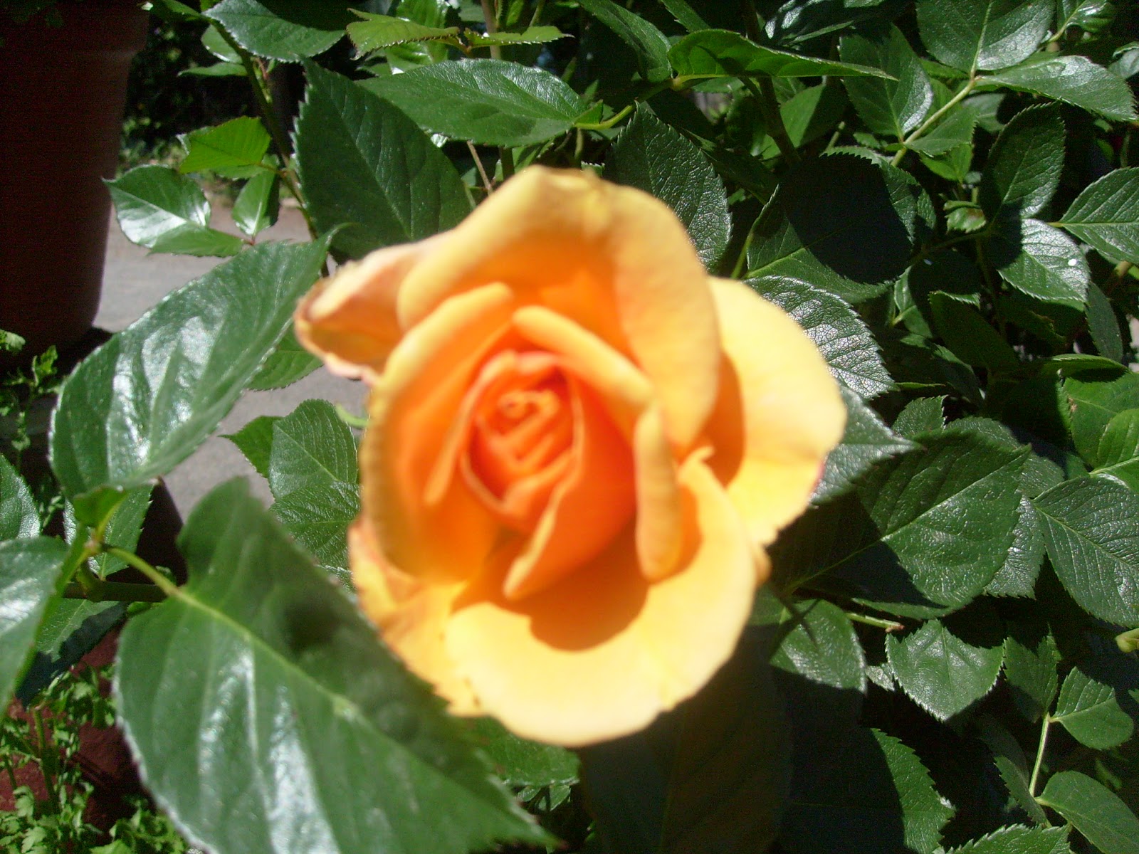 S7302100.JPG