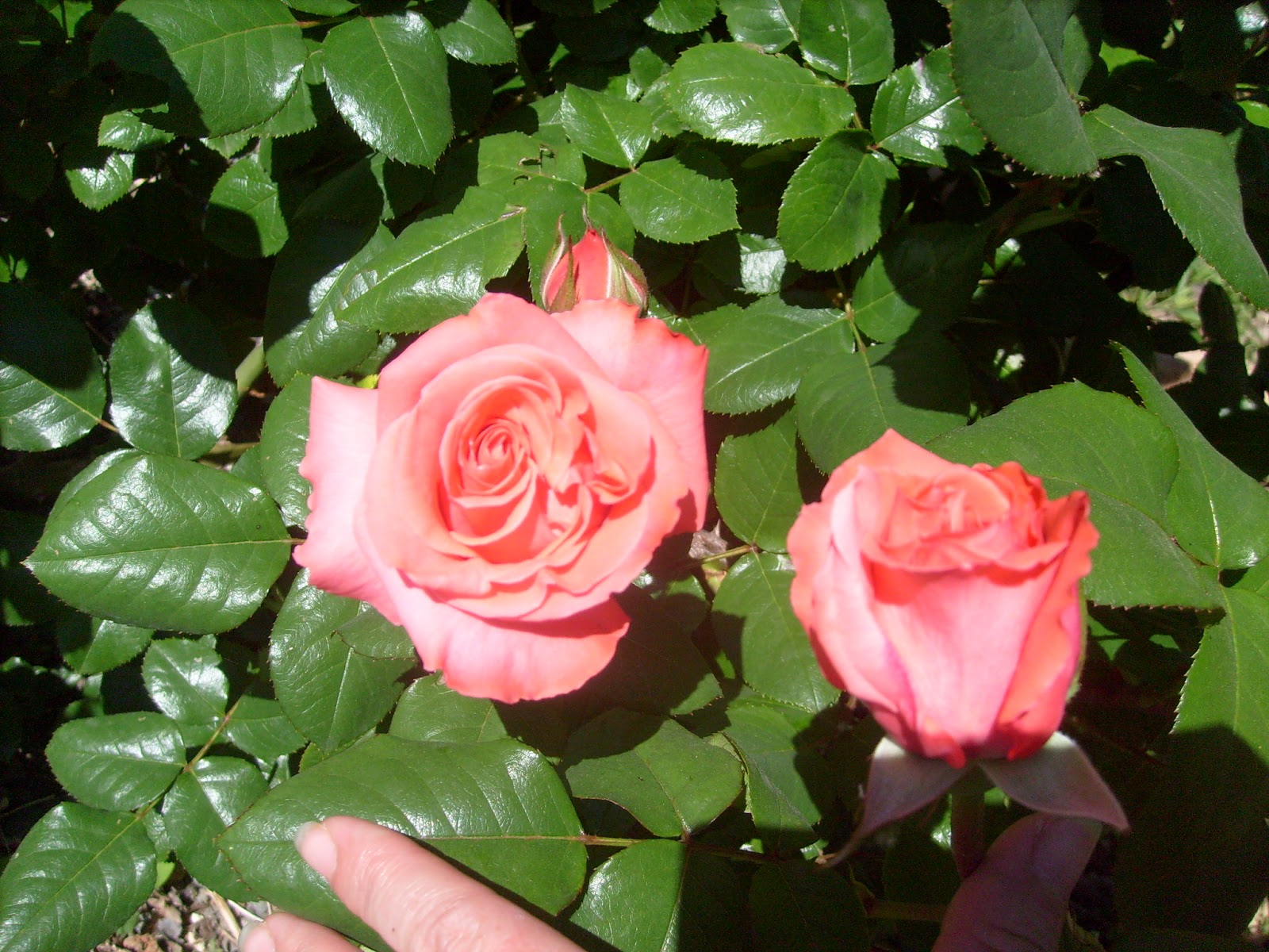 S7302101.JPG