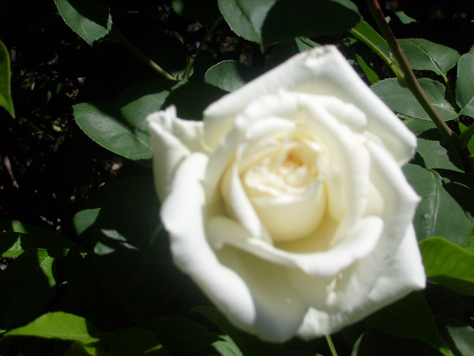 S7302103.JPG