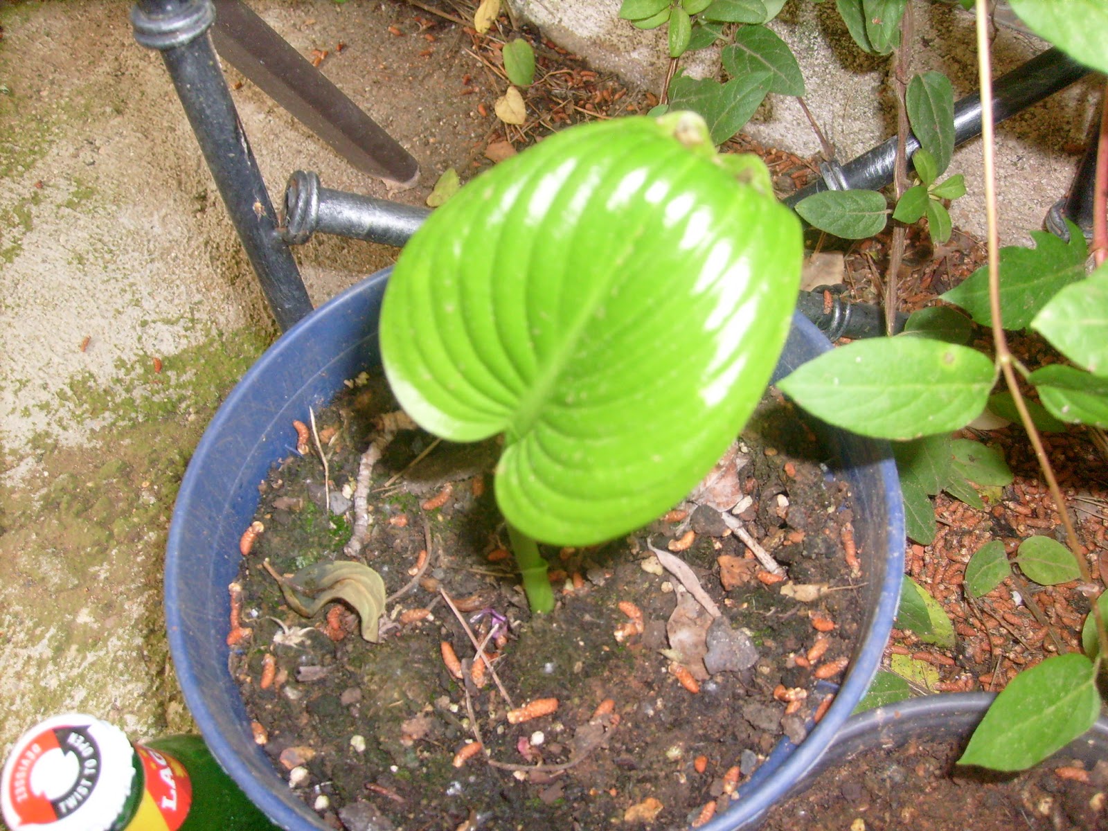 S7302107.JPG