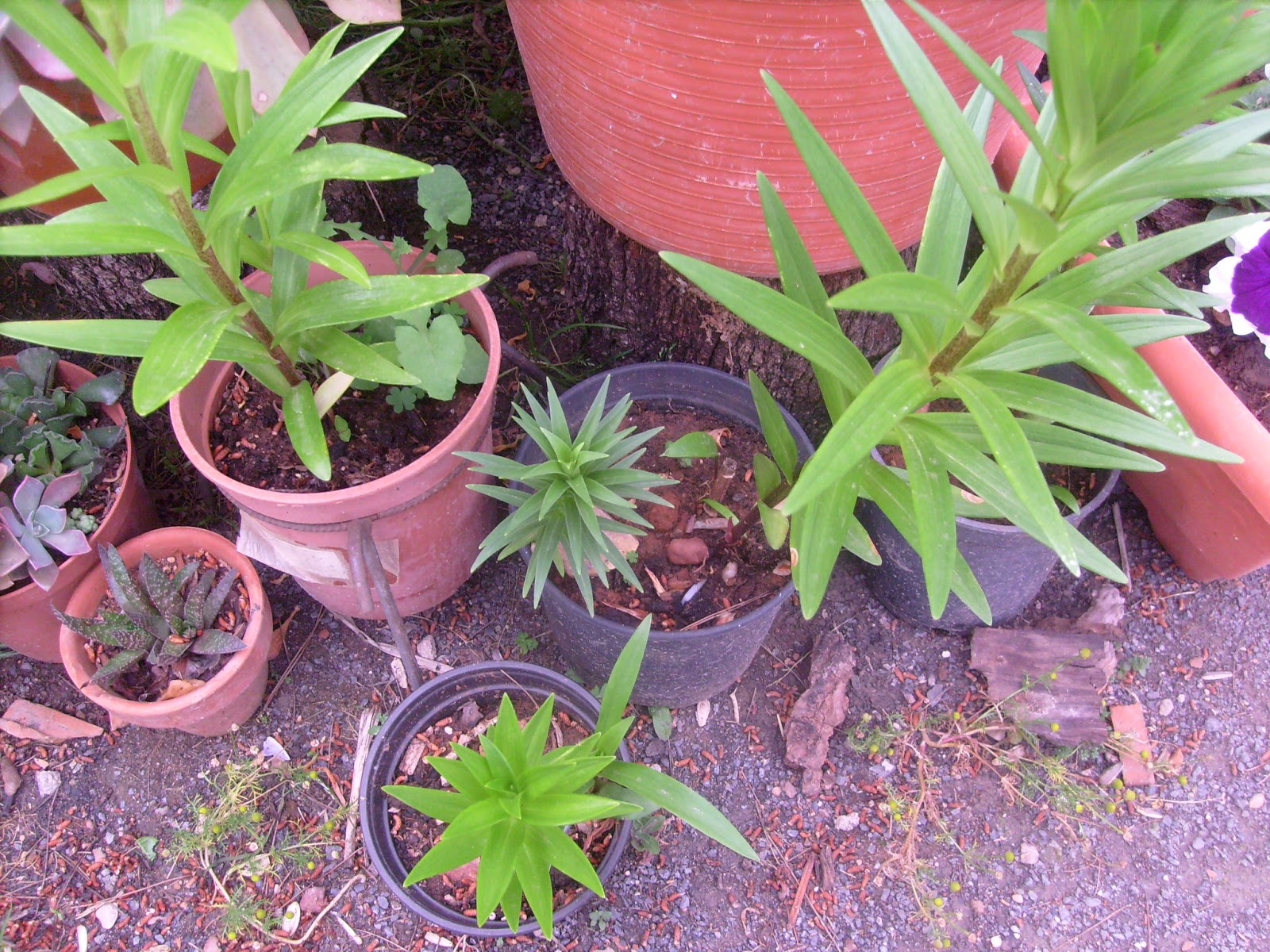 S7302109.JPG