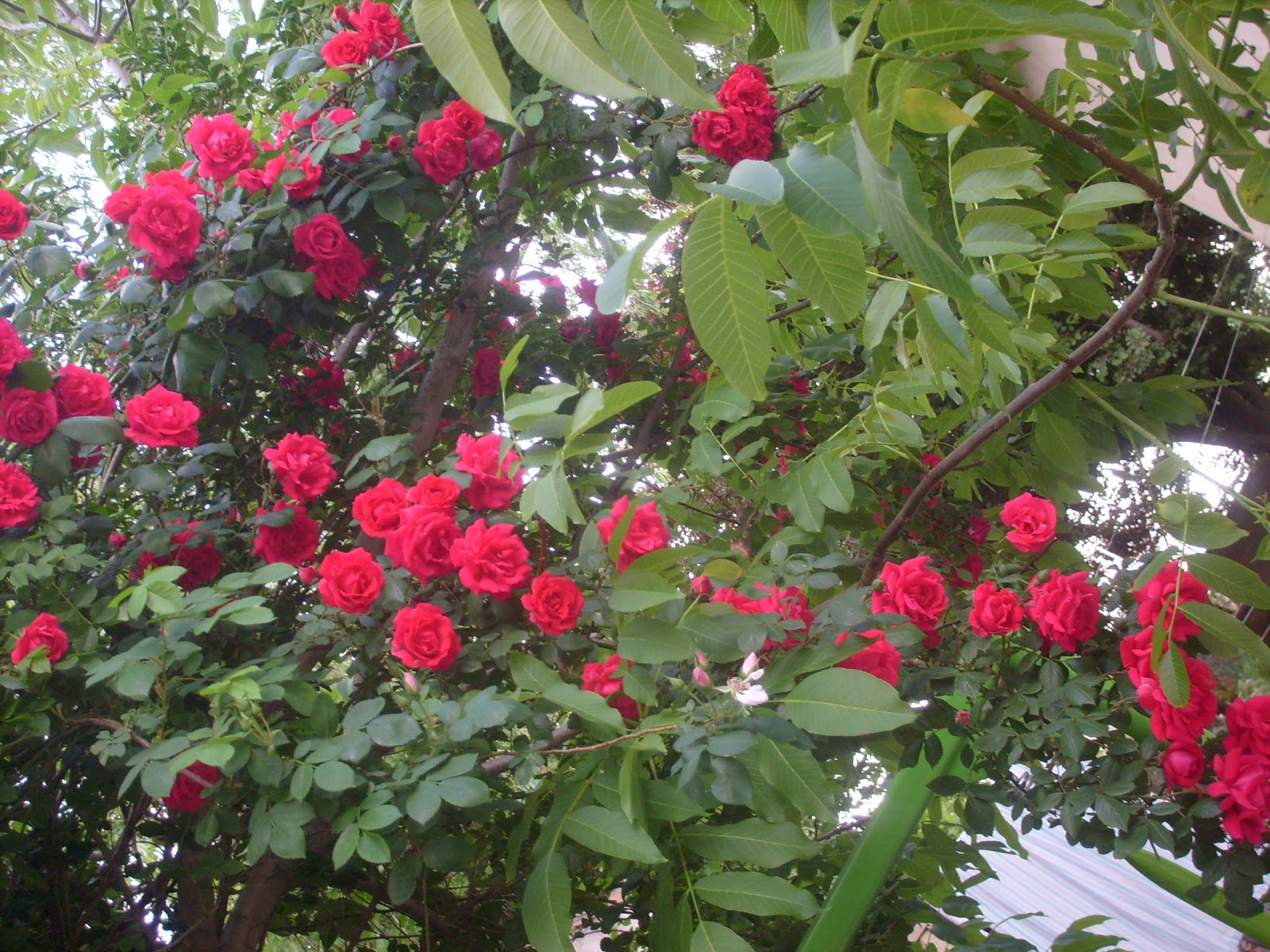 S7302120.JPG