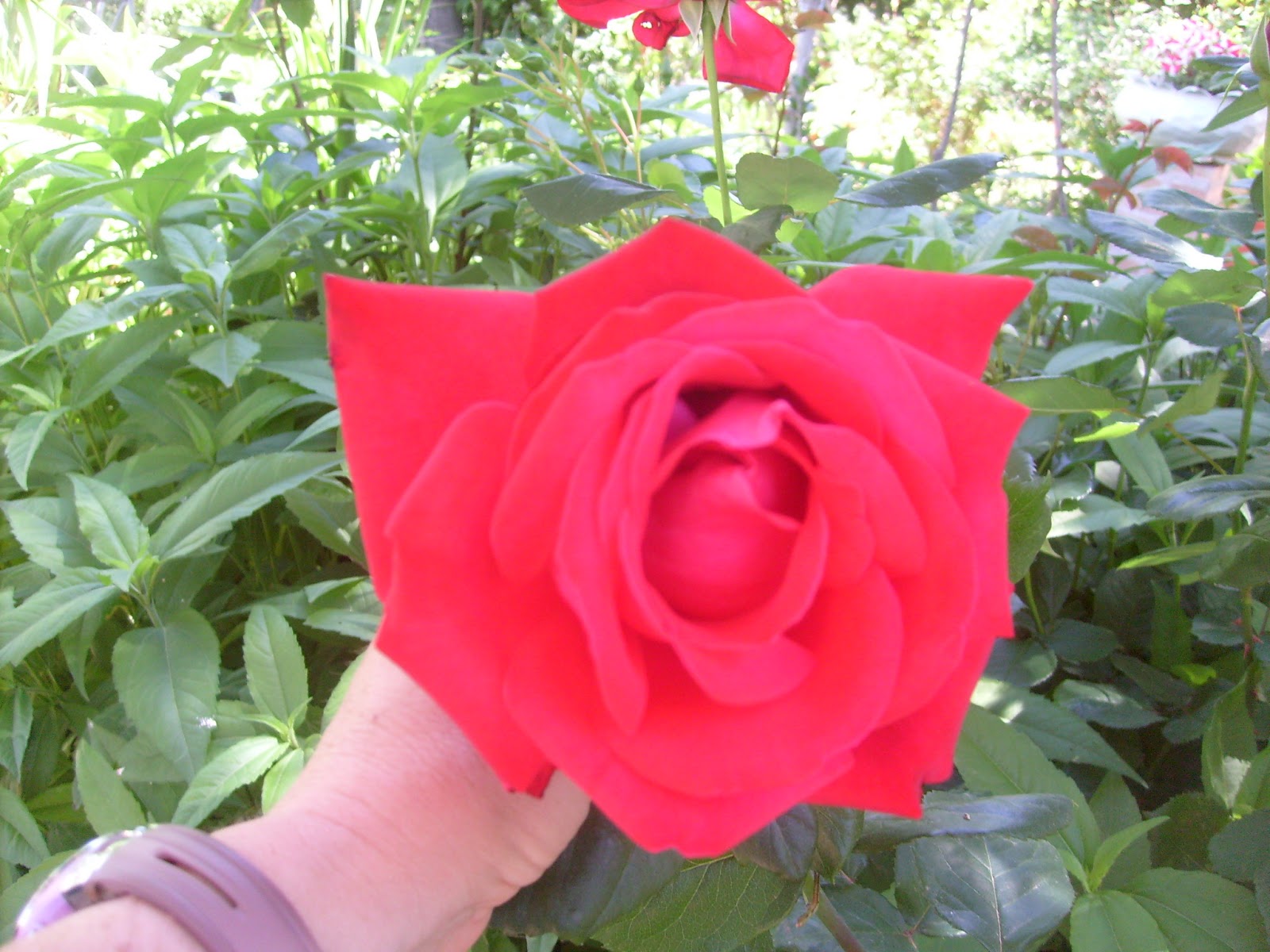 S7302147.JPG