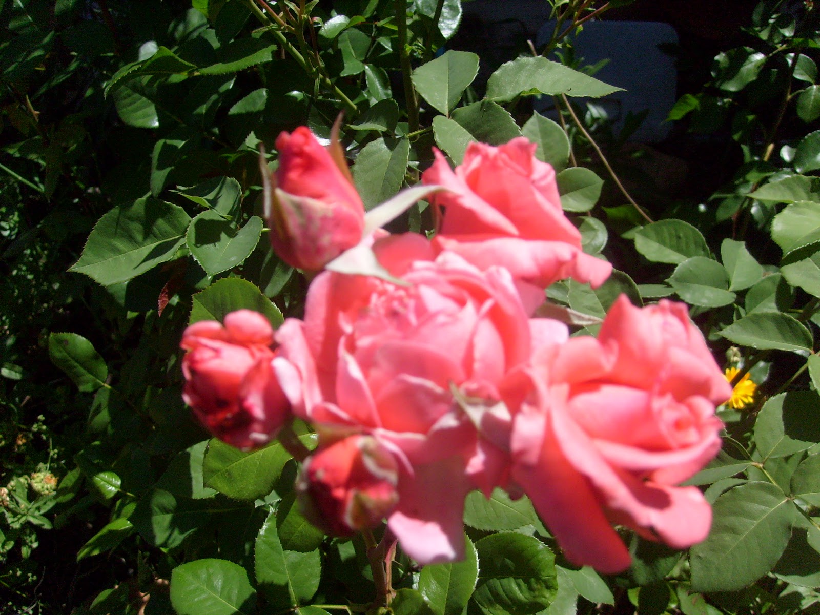 S7302149.JPG