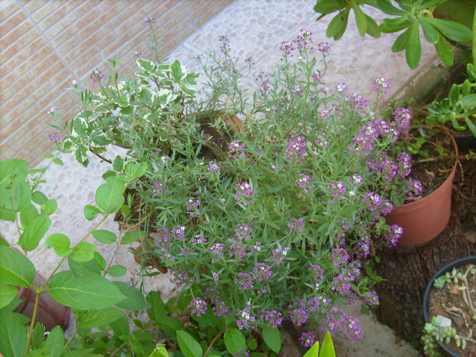 S7302151.JPG