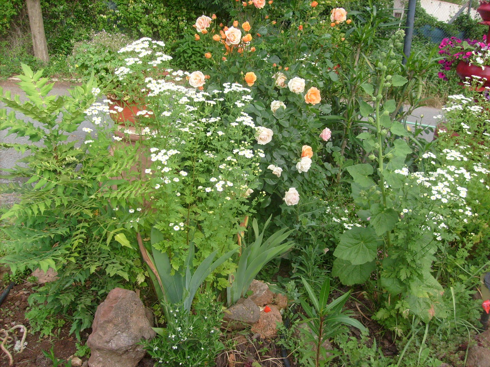 S7302157.JPG