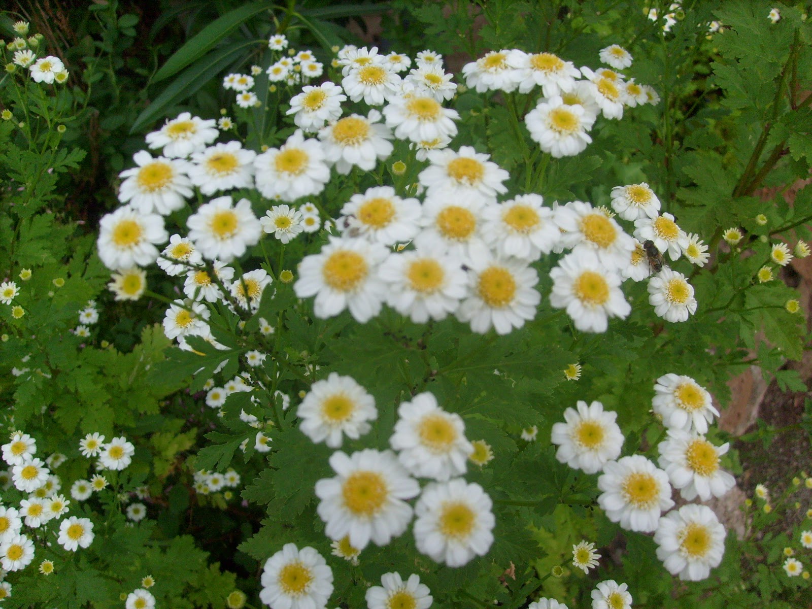 S7302158.JPG
