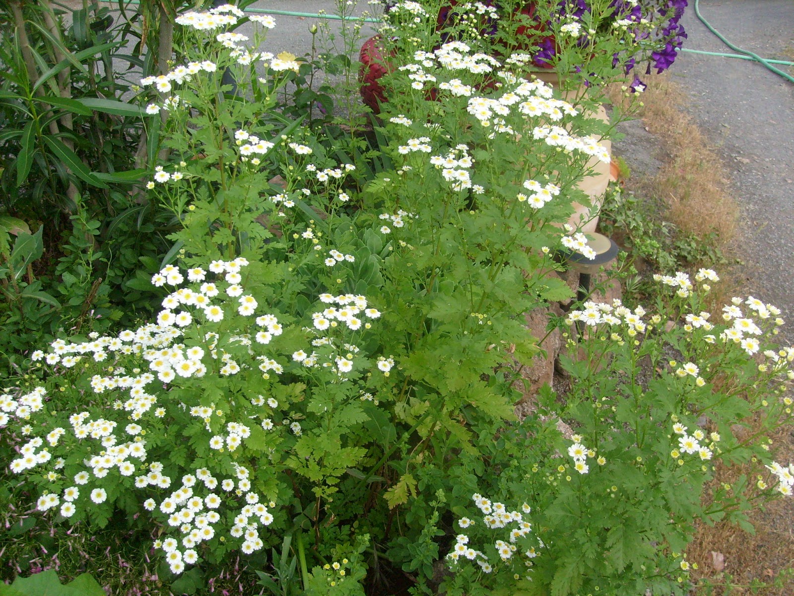 S7302159.JPG