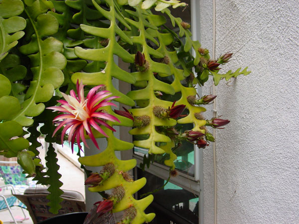 s_anthonyanus_600.jpg