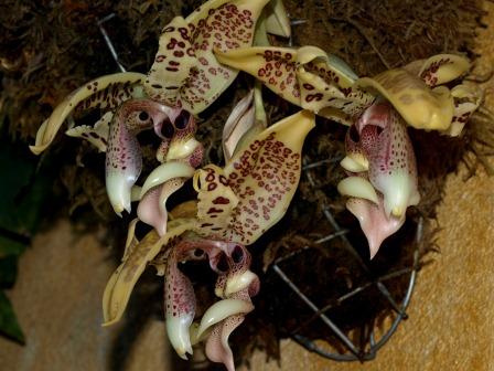 S_costaricensis_4.jpg