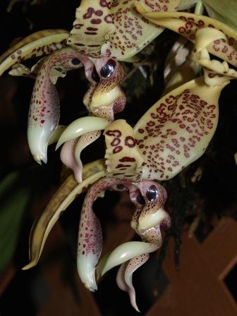 S_costaricensis_okay1.jpg