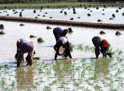 s_ebro_delta_rice_picking.jpg