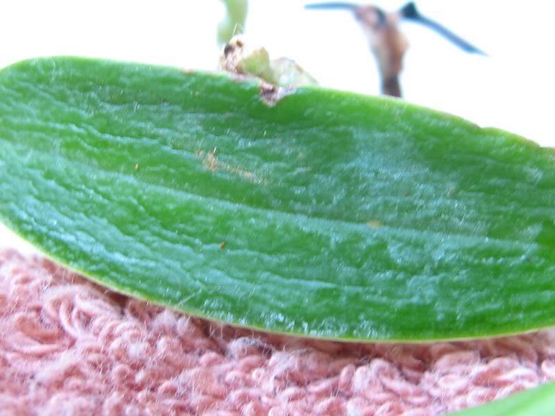 S_Japonica004800x600.jpg