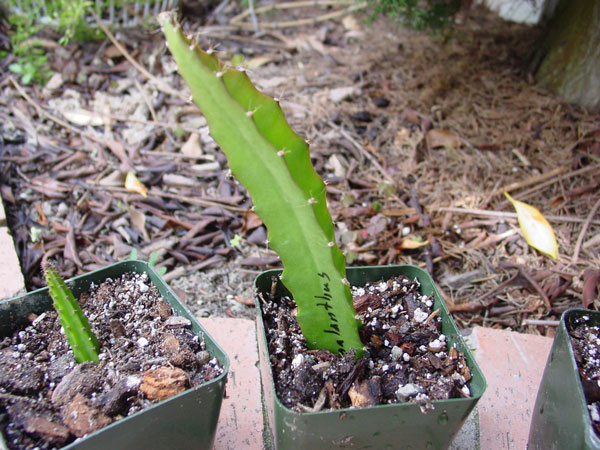 s_megalanthus_a_600.jpg