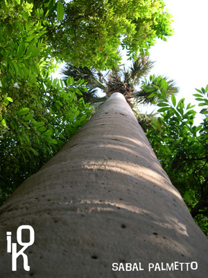 sabalPalmetto.jpg