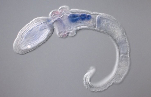 Saccoglossus_kowalevskii.jpg
