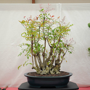 Sacramento-bonsai-club-64th-show-2-S.jpg
