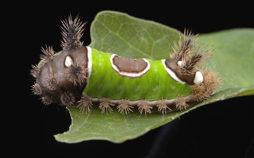 saddleback-caterpi_2438109k.jpg