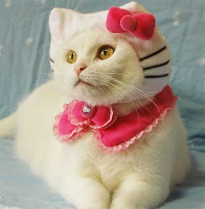 sadkitty.jpg