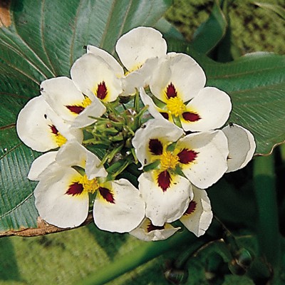 Sagittaria_montevidensis_1-400x400.jpg