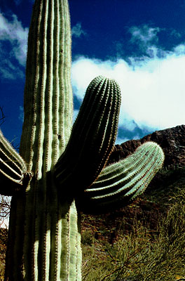 saguaro-sky.jpg