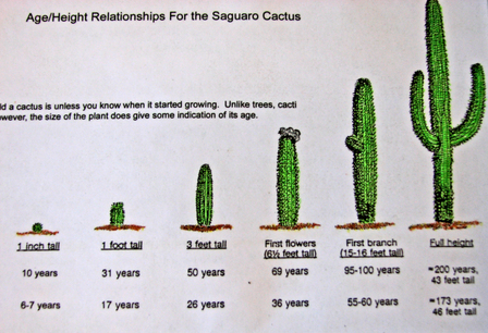 saguaro_age_chart_2.jpg
