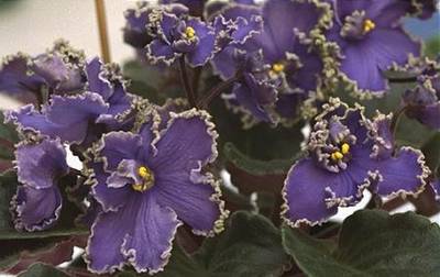Saintpaulia_hybrid_dark_blue_frosted_.jpg