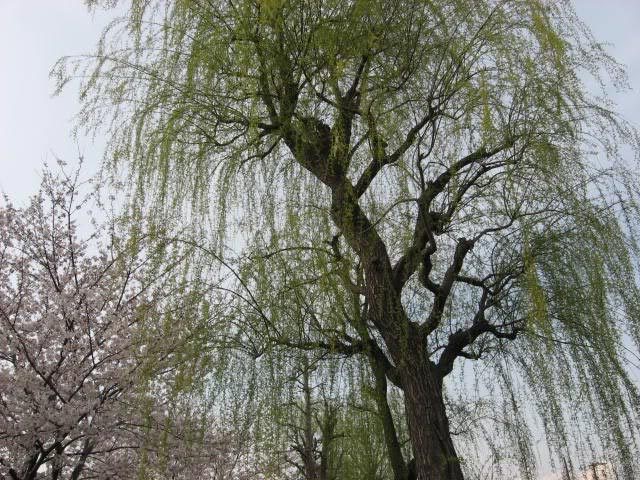 sakura003-29-03-2008.jpg
