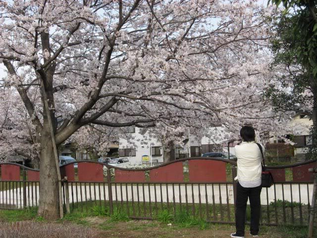 sakura009-29-03-2008.jpg