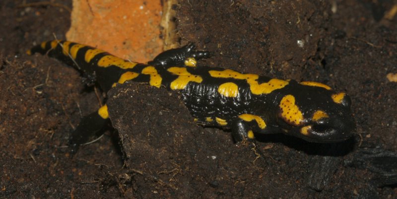 salamandra_6949.jpg