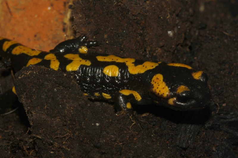 salamandra_6953.jpg