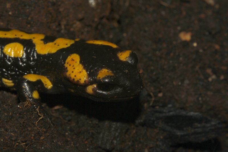 salamandra_6956.jpg
