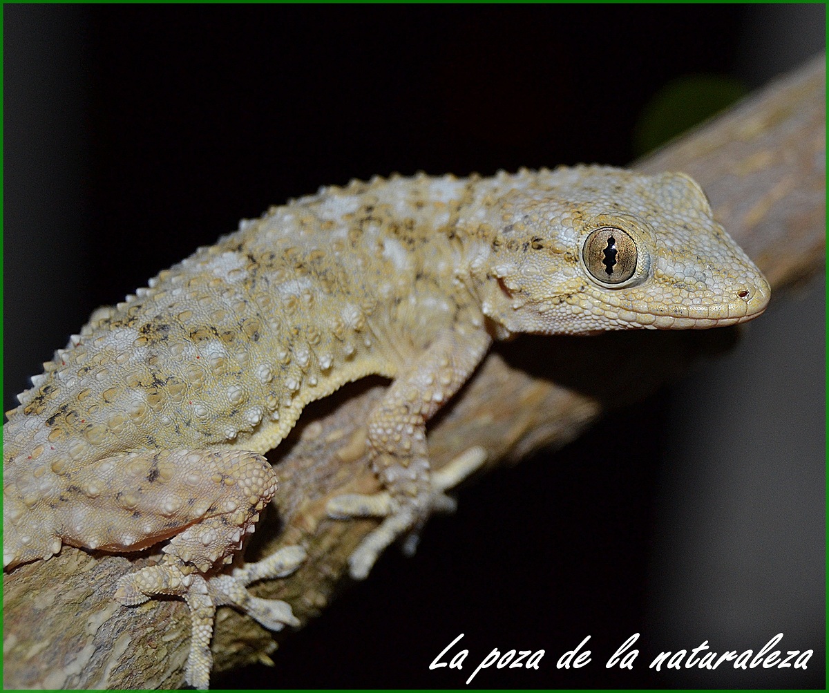 Salamanquesa%2Bcom%2525C3%2525BAn%2B%252528Tarentola%2Bmauritanica%252529%2B%2525285%252529.JPG