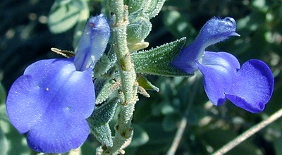 salchamaedryoidesflowers.jpg