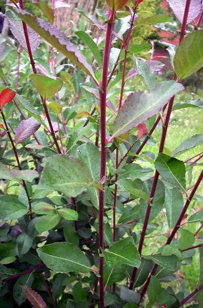 Salix%20caprea%20e.jpg