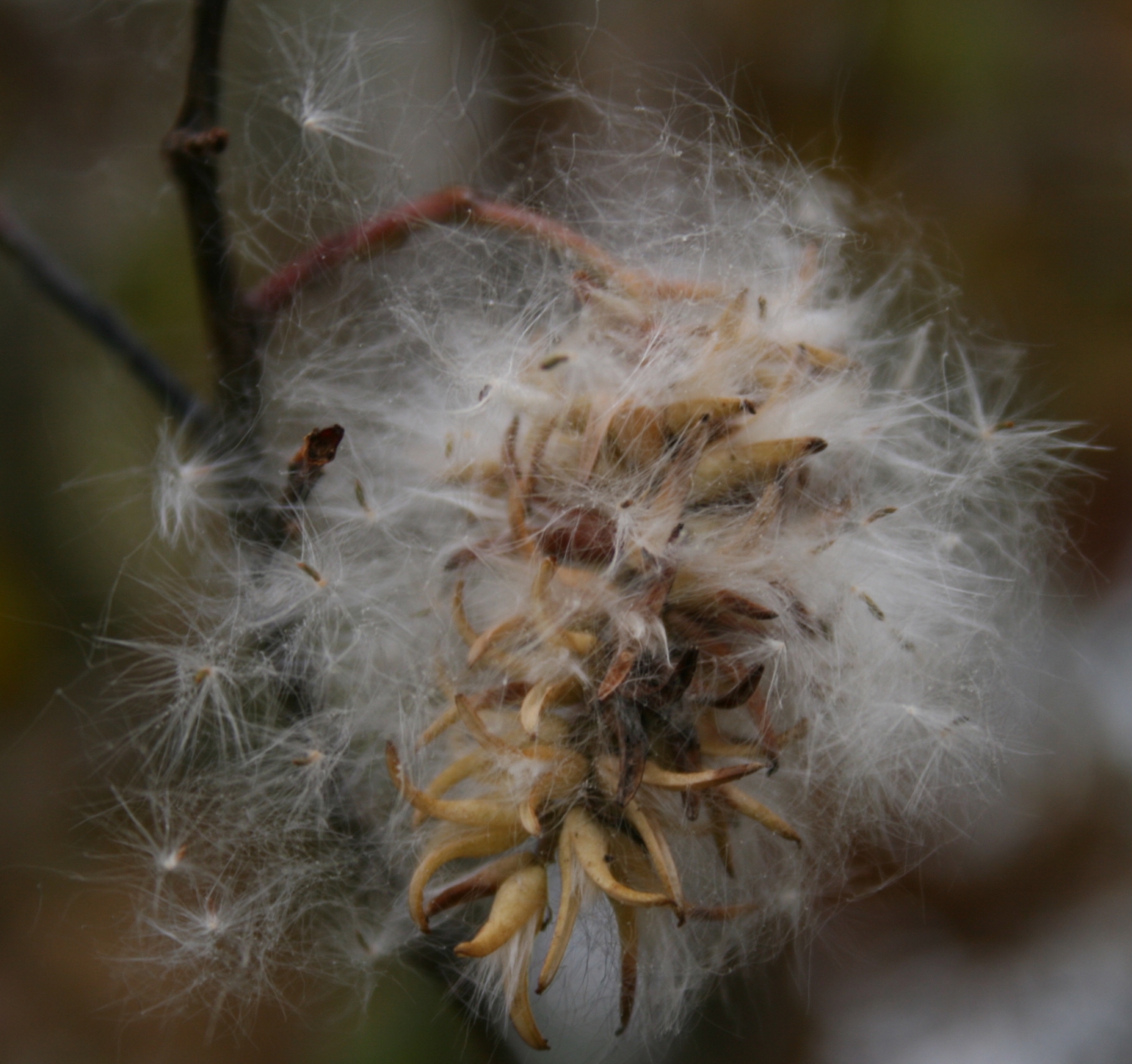Salix-pentandra-seeds2.jpg