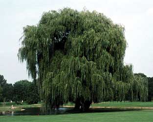 salix-sepulcralis.jpg