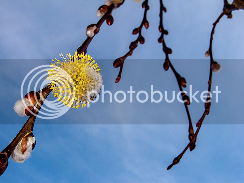 Salix_caprea_MMG_01_zpsieojlk25.jpg