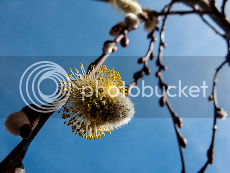 Salix_caprea_MMG_02_zpsy0enqdaw.jpg