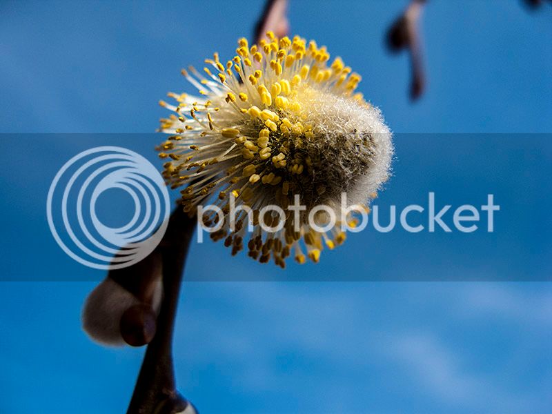 Salix_caprea_MMG_03_zps5v2ccia0.jpg