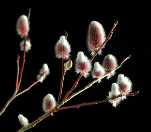 Salix_gracilistyla_cv.jpg
