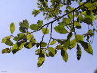 salixatrocinerea.jpg