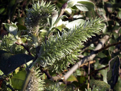 salixatrocinerea260309zeluan+027.jpg