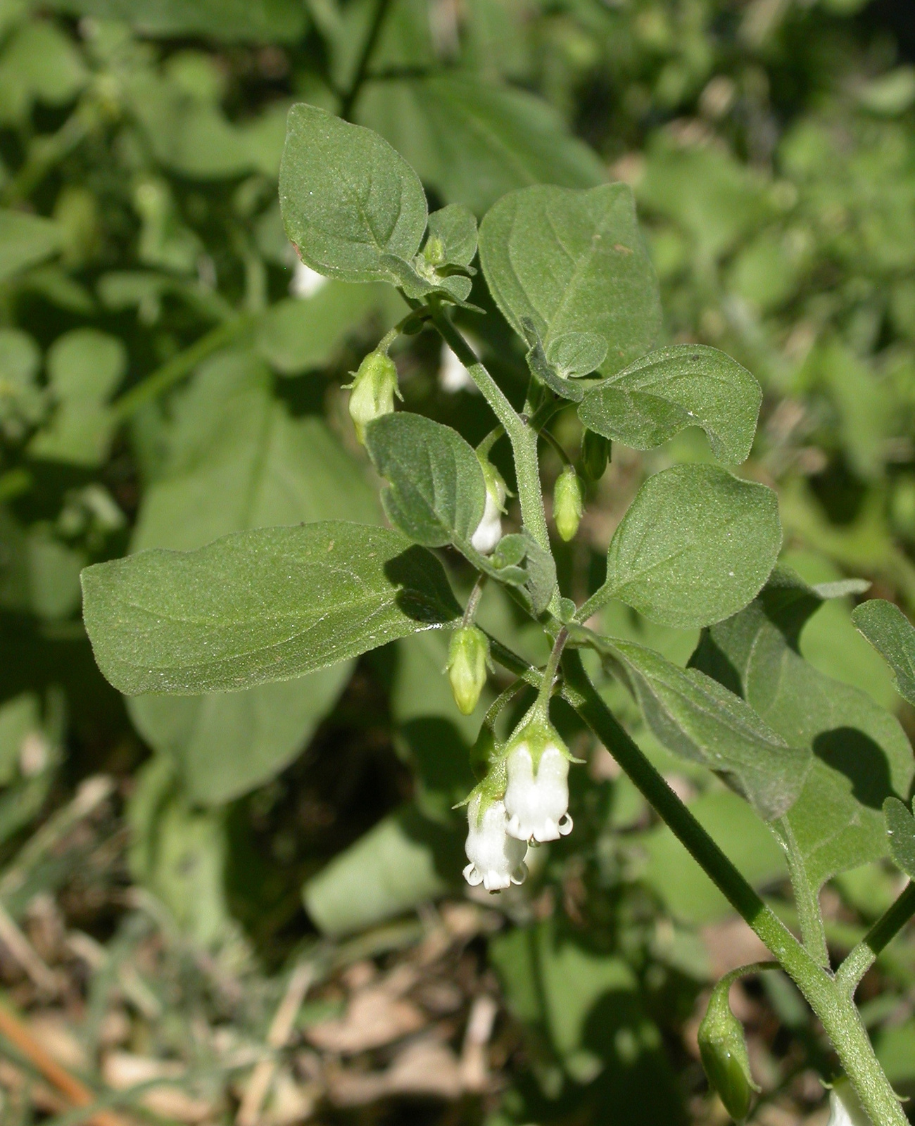 Salpichroa_origanifolia.jpg