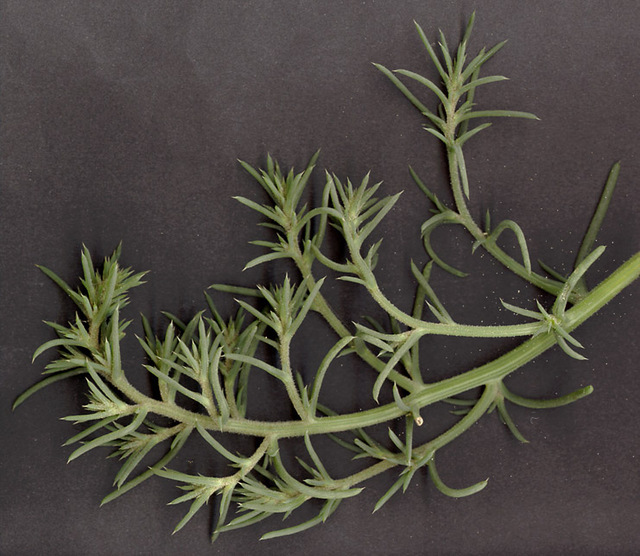 Salsola_kali,I_MWS37202.jpg