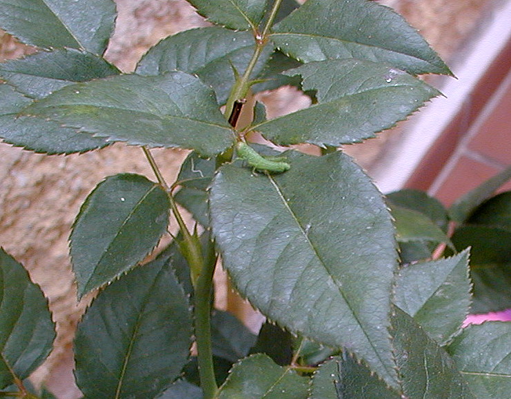 salta7.jpg