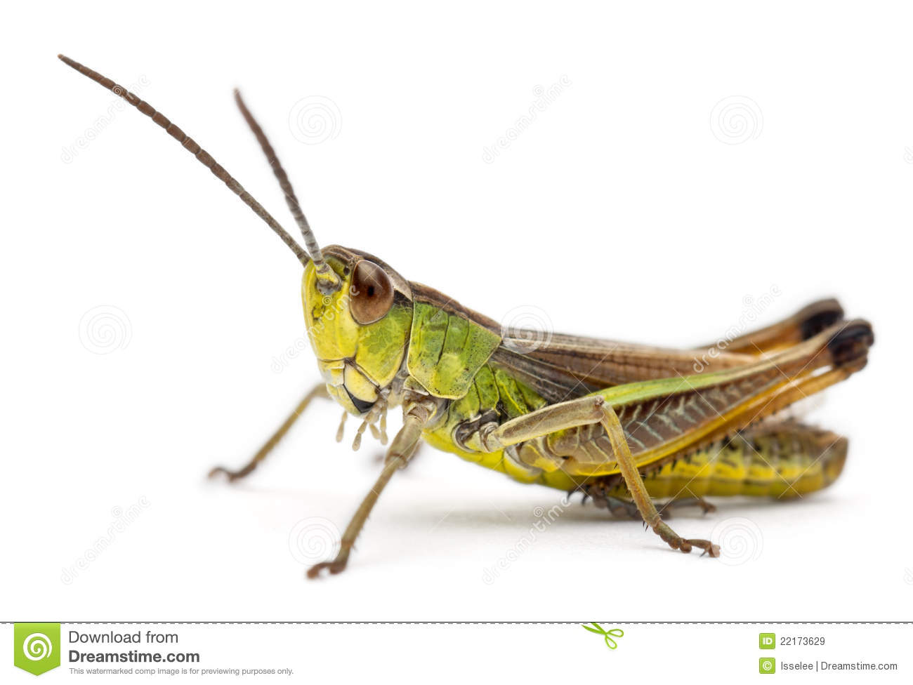 saltamontes-delante-del-fondo-blanco-22173629.jpg