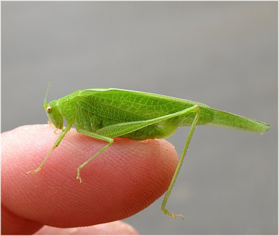 saltamontes.jpg
